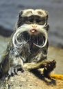 Emperor Tamarin