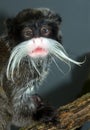 Emperor Tamarin Royalty Free Stock Photo