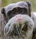 Emperor tamarin 2 Royalty Free Stock Photo