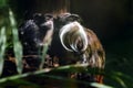 Emperor Tamarin monkey and baby Royalty Free Stock Photo