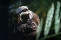 Emperor Tamarin monkey and baby Royalty Free Stock Photo