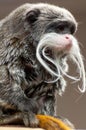 Emperor Tamarin close portrait Royalty Free Stock Photo