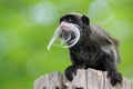 Emperor tamarin Royalty Free Stock Photo