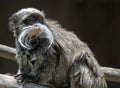 Emperor Tamarin Monkey Royalty Free Stock Photo