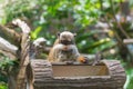 Emperor tamarin monkey with big mustache in deep forest Royalty Free Stock Photo