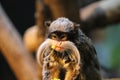 Emperor Tamarin monkey on branch white mustache eating Royalty Free Stock Photo