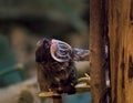 Emperor Tamarin Monkey In Jungle Environment. Saguinus imperator Royalty Free Stock Photo