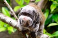 Emperor tamarin monkey sitting on a branch Royalty Free Stock Photo