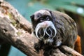 Emperor Tamarin Monkey sitting on branch and looking at something Royalty Free Stock Photo