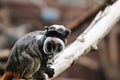 Emperor Tamarin Monkey sitting on branch and looking at something Royalty Free Stock Photo