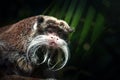 Emperor Tamarin monkey