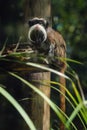 Emperor Tamarin monkey Royalty Free Stock Photo