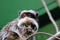 Emperor Tamarin - Saguinus imperator Royalty Free Stock Photo