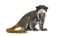 Emperor tamarin, Saguinus imperator, isolated Royalty Free Stock Photo