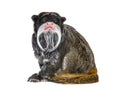 Emperor tamarin, Saguinus imperator, isolated Royalty Free Stock Photo