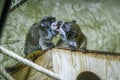 The emperor tamarin Saguinus imperator monkeys with mustache is a species of tamarin named for its resemblance to German emperor