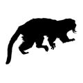 Emperor Tamarin Saguinus Imperator Silhouette Vector Found In Map Of South America Royalty Free Stock Photo