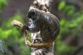 Emperor Tamarin (Saguinus imperator) Royalty Free Stock Photo