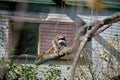 Emperor tamarins are jumping in their nest