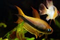 Emperor tetra Royalty Free Stock Photo