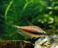 Emperor Tetra, nematobrycon palmeri, Aquarium Fish Royalty Free Stock Photo