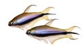 Emperor tetra Nematobrycon palmeri aquarium fish Royalty Free Stock Photo