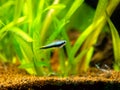 Emperor tetra Nematobrycon palmeri isolated in tank fish with blurred background Royalty Free Stock Photo