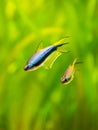 Emperor tetra Nematobrycon palmeri isolated in tank fish with blurred background Royalty Free Stock Photo