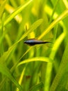 Emperor tetra Nematobrycon palmeri isolated in tank fish with blurred background Royalty Free Stock Photo