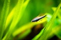 Emperor tetra Nematobrycon palmeri isolated in tank fish with blurred background Royalty Free Stock Photo