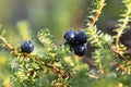 Empetrum nigrum, crowberry, black crowberry, in western Alaska, blackberry is a flowering plant species in the heather family