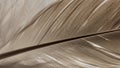 Emphasizes the natural beauty and complexity of the feather s construct Royalty Free Stock Photo