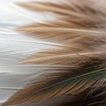 Emphasizes the subtle interplay of light and shadow across the feather Royalty Free Stock Photo