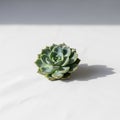 Emphasizes the symmetrical beauty of the succulent highlightin Royalty Free Stock Photo