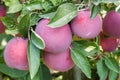 Empire apples hanging in the tree