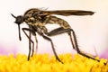 Empis livida, Dance fly Royalty Free Stock Photo