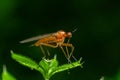 Predatory Empis spp. dance fly perched on a green leaf in a vibrant natural habitat during daylight hours Royalty Free Stock Photo