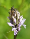 Empis tessellata