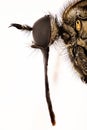 Empis tessellate, Dance fly, Fly Royalty Free Stock Photo