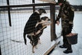 Employee gives food to puppies outside in dog kennel. Caucasian male volunteer feeds dogs in shelter. Alaskan Husky sled puppies Royalty Free Stock Photo