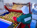 The employee sorts the fresh ripe apples on the sorting line. Pr