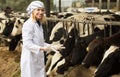 Employee taking care of cows herd in farm Royalty Free Stock Photo