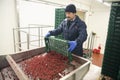 Employees work with frozen raspberries at a company that specializes in freezing berries and forest products. Ukraine