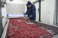 Employees work with frozen raspberries at a company that specializes in freezing berries and forest products. Ukraine