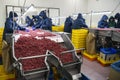 Employees work with frozen raspberries at a company that specializes in freezing berries and forest products. Ukraine Royalty Free Stock Photo