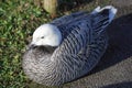 Emporer Goose Resting Royalty Free Stock Photo