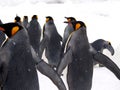 Emporer Penguin