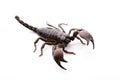 Emporer Scorpion Royalty Free Stock Photo