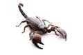 Emporer Scorpion Royalty Free Stock Photo