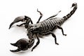 Emporer Scorpion Royalty Free Stock Photo